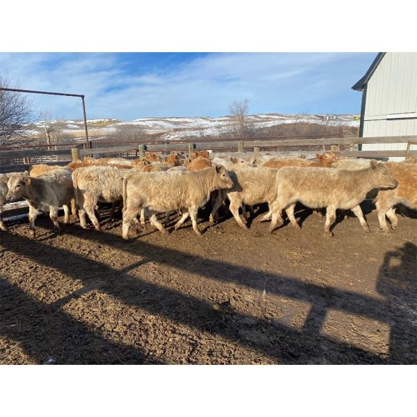 Young Land & Cattle - 550# Heifers - 65 Head (Empress, AB)