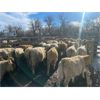 Image 2 : Young Land & Cattle - 550# Heifers - 65 Head (Empress, AB)