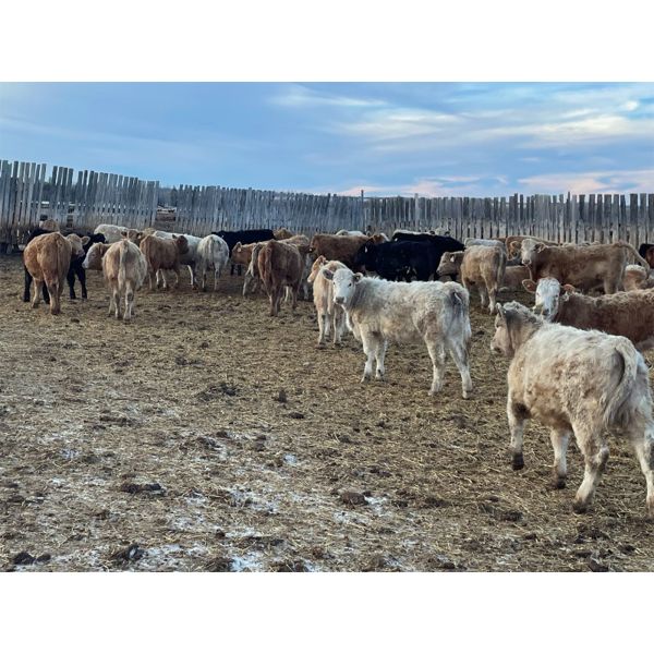 Franklin Cattle Co. - 570# Heifers - 109 Head (Marwayne, AB)