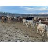 Image 1 : Franklin Cattle Co. - 570# Heifers - 109 Head (Marwayne, AB)