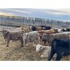 Image 2 : Franklin Cattle Co. - 570# Heifers - 109 Head (Marwayne, AB)
