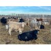 Image 4 : Franklin Cattle Co. - 570# Heifers - 109 Head (Marwayne, AB)