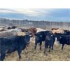 Image 5 : Franklin Cattle Co. - 570# Heifers - 109 Head (Marwayne, AB)