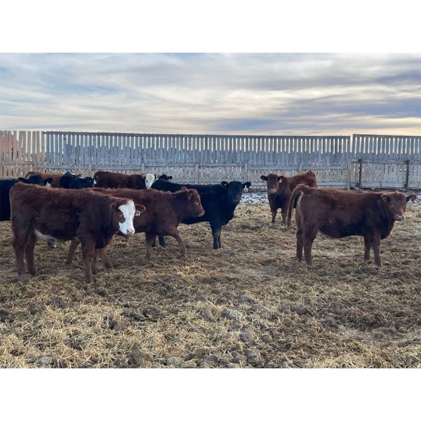 Franklin Cattle Co. - 700# Heifers - 81 Head (Marwayne, AB)