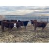 Image 1 : Franklin Cattle Co. - 700# Heifers - 81 Head (Marwayne, AB)