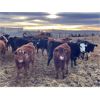 Image 2 : Franklin Cattle Co. - 700# Heifers - 81 Head (Marwayne, AB)