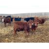 Image 3 : Franklin Cattle Co. - 700# Heifers - 81 Head (Marwayne, AB)