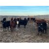 Image 4 : Franklin Cattle Co. - 700# Heifers - 81 Head (Marwayne, AB)