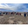 Image 5 : Franklin Cattle Co. - 700# Heifers - 81 Head (Marwayne, AB)