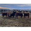 Image 6 : Franklin Cattle Co. - 700# Heifers - 81 Head (Marwayne, AB)