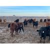 Image 7 : Franklin Cattle Co. - 700# Heifers - 81 Head (Marwayne, AB)