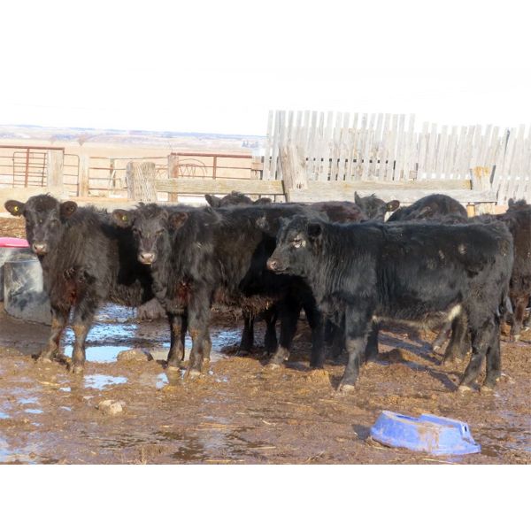 Robertson Ranch - 675# Steers - 45 Head (Grandview Beach, SK)