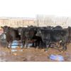 Image 1 : Robertson Ranch - 675# Steers - 45 Head (Grandview Beach, SK)