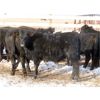 Image 4 : Robertson Ranch - 675# Steers - 45 Head (Grandview Beach, SK)