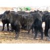 Image 6 : Robertson Ranch - 675# Steers - 45 Head (Grandview Beach, SK)