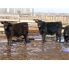 Image 7 : Robertson Ranch - 675# Steers - 45 Head (Grandview Beach, SK)