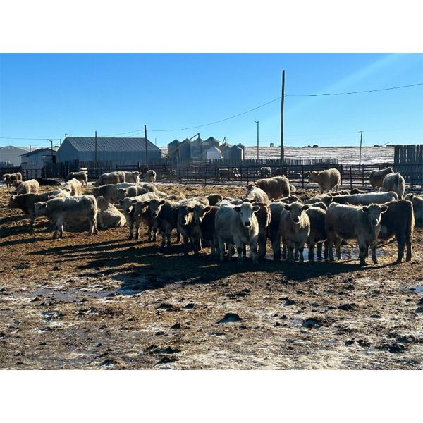 Cross Bar Ranch - 780# Steers - 80 Head (Consort, AB)