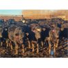 Image 1 : New Hope Angus - 600# Steers - 50 Head (Forget, SK)