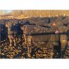 Image 4 : New Hope Angus - 600# Steers - 50 Head (Forget, SK)