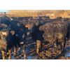 Image 6 : New Hope Angus - 600# Steers - 50 Head (Forget, SK)