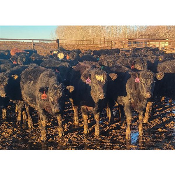 New Hope Angus - 550# Heifers - 50 Head (Forget, SK)