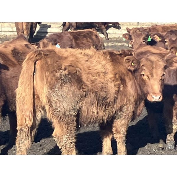 Hawk Ranching - 825# Steers - 75 Head (Nanton, AB)