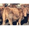 Image 1 : Hawk Ranching - 825# Steers - 75 Head (Nanton, AB)