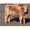 Image 2 : Hawk Ranching - 825# Steers - 75 Head (Nanton, AB)