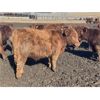 Image 3 : Hawk Ranching - 825# Steers - 75 Head (Nanton, AB)