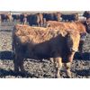 Image 4 : Hawk Ranching - 825# Steers - 75 Head (Nanton, AB)