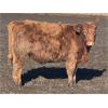 Image 6 : Hawk Ranching - 825# Steers - 75 Head (Nanton, AB)