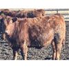 Image 8 : Hawk Ranching - 825# Steers - 75 Head (Nanton, AB)