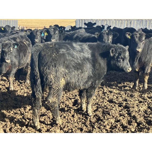 Hawk Ranching - 810# Steers - 152 Head (Nanton, AB)
