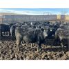 Image 2 : Hawk Ranching - 810# Steers - 152 Head (Nanton, AB)