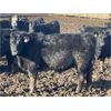 Image 3 : Hawk Ranching - 810# Steers - 152 Head (Nanton, AB)