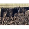 Image 4 : Hawk Ranching - 810# Steers - 152 Head (Nanton, AB)