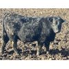 Image 7 : Hawk Ranching - 810# Steers - 152 Head (Nanton, AB)