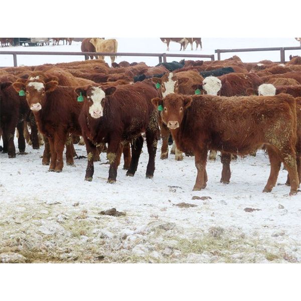 Kevin Lang - 760# Steers - 140 Head (Waldron, SK)