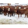 Image 1 : Kevin Lang - 760# Steers - 140 Head (Waldron, SK)