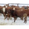 Image 6 : Kevin Lang - 760# Steers - 140 Head (Waldron, SK)