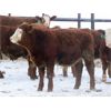 Image 7 : Kevin Lang - 760# Steers - 140 Head (Waldron, SK)
