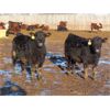 Image 10 : Hebert Livestock Ventures - 745# Steers - 242 Head (Wawota, SK) VBP+