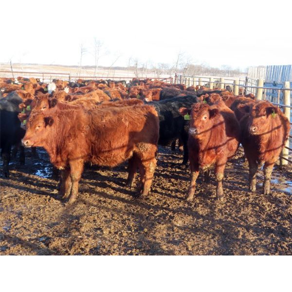 Hebert Livestock Ventures - 745# Steers - 242 Head (Wawota, SK) VBP+