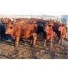 Image 1 : Hebert Livestock Ventures - 745# Steers - 242 Head (Wawota, SK) VBP+