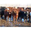 Image 2 : Hebert Livestock Ventures - 745# Steers - 242 Head (Wawota, SK) VBP+