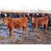 Image 5 : Hebert Livestock Ventures - 745# Steers - 242 Head (Wawota, SK) VBP+