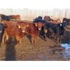 Image 6 : Hebert Livestock Ventures - 745# Steers - 242 Head (Wawota, SK) VBP+