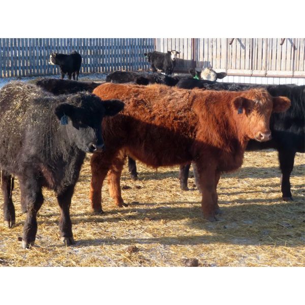 Iron Saddle Ranch - 725# Steers - 60 Head (Sintaluta, SK) VBP+