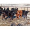 Image 2 : Iron Saddle Ranch - 725# Steers - 60 Head (Sintaluta, SK) VBP+