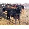 Image 3 : Iron Saddle Ranch - 725# Steers - 60 Head (Sintaluta, SK) VBP+